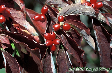 Cornus florida