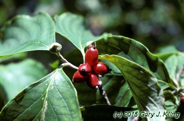 Cornus florida