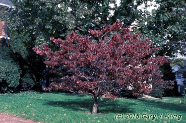 Cornus florida