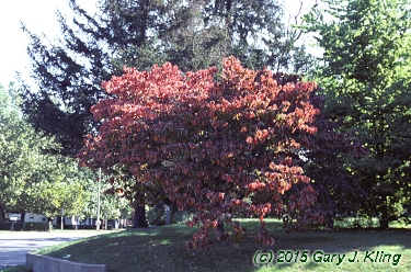 Cornus florida