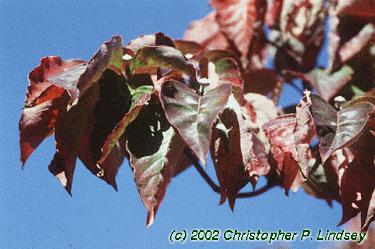 Cornus florida