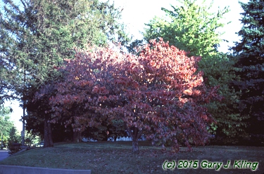 Cornus florida
