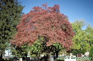 Cornus florida