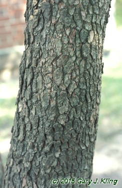 Cornus florida