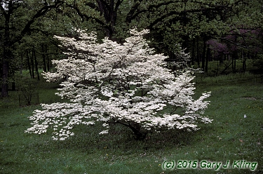 Cornus florida 'Cloud 9'