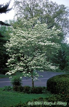 Cornus florida 'Pluribracteata' habit: UIPLANTS