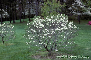 Cornus florida 'Pygmaea'