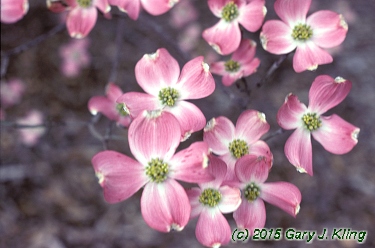 Cornus florida var. rubra