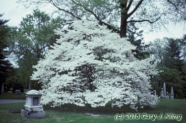 Cornus florida 'Spring Grove'
