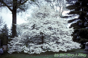Cornus florida 'Spring Grove'