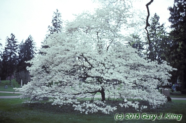 Cornus florida 'Spring Grove' habit: UIPLANTS