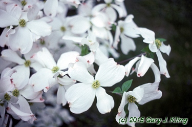 Cornus florida 'Spring Grove'