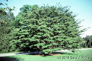 Cornus kousa