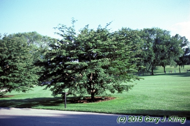 Cornus kousa