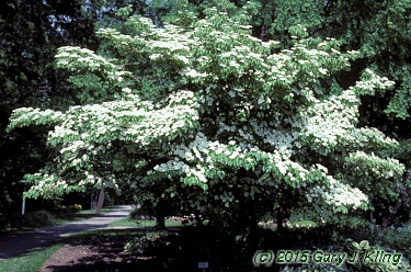 Cornus kousa
