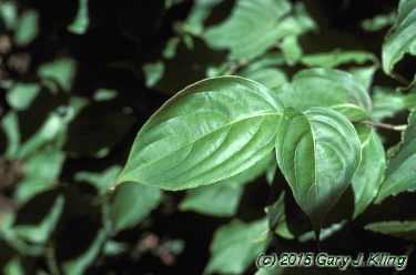 Cornus kousa