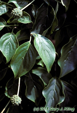 Cornus kousa