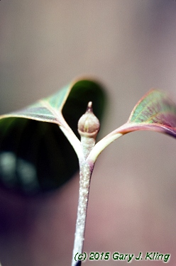 Cornus kousa