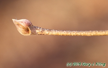 Cornus kousa