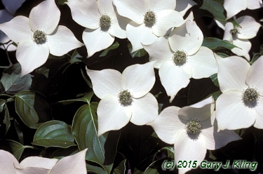 Cornus kousa