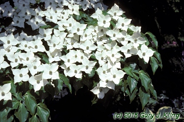 Cornus kousa