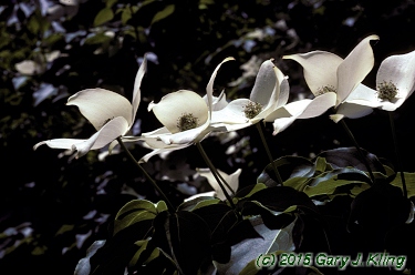 Cornus kousa