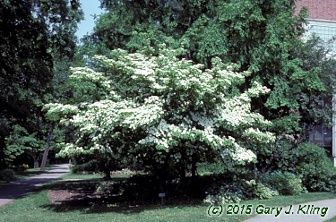 Cornus kousa
