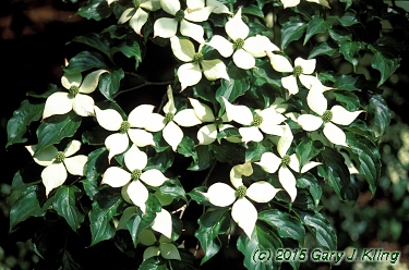 Cornus kousa