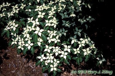 Cornus kousa