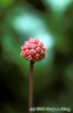 Cornus kousa