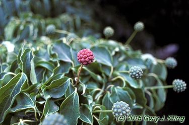 Cornus kousa