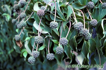 Cornus kousa