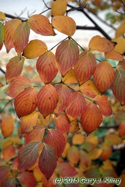 Cornus kousa