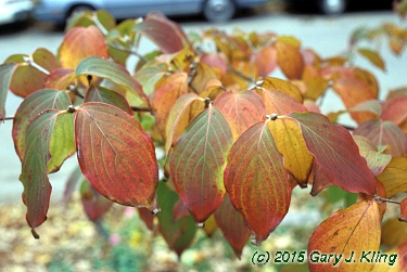 Cornus kousa