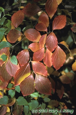 Cornus kousa