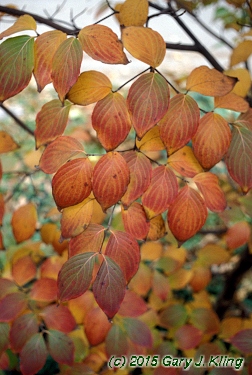 Cornus kousa