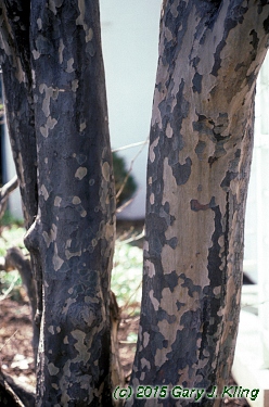 Cornus kousa