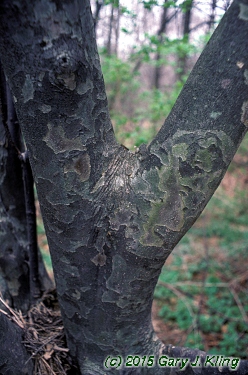 Cornus kousa