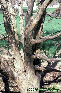 Cornus kousa