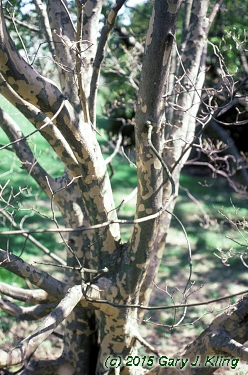 Cornus kousa