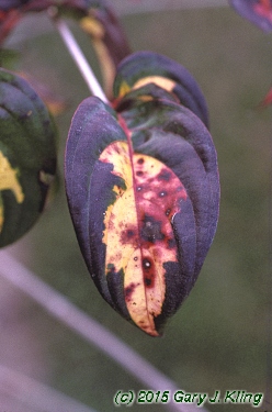 Cornus kousa 'Gold Star'