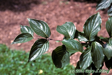 Cornus mas 'Golden Glory'
