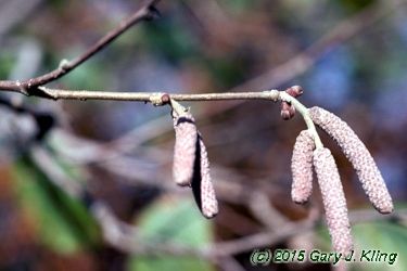 Corylus maxima 'Purpurea'