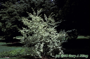 cornus mas red star