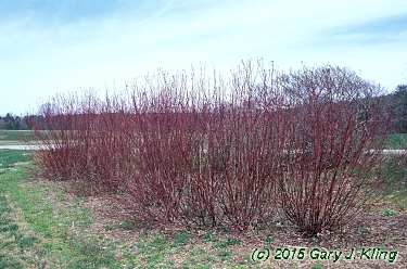 Cornus sericea