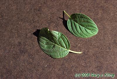 Cornus sericea