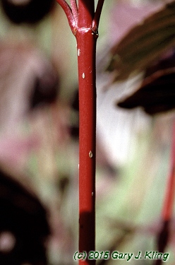 Cornus sericea