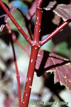 Cornus sericea