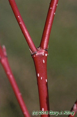 Cornus sericea