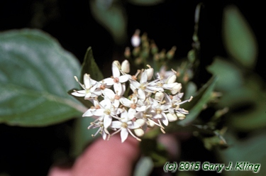 Cornus sericea